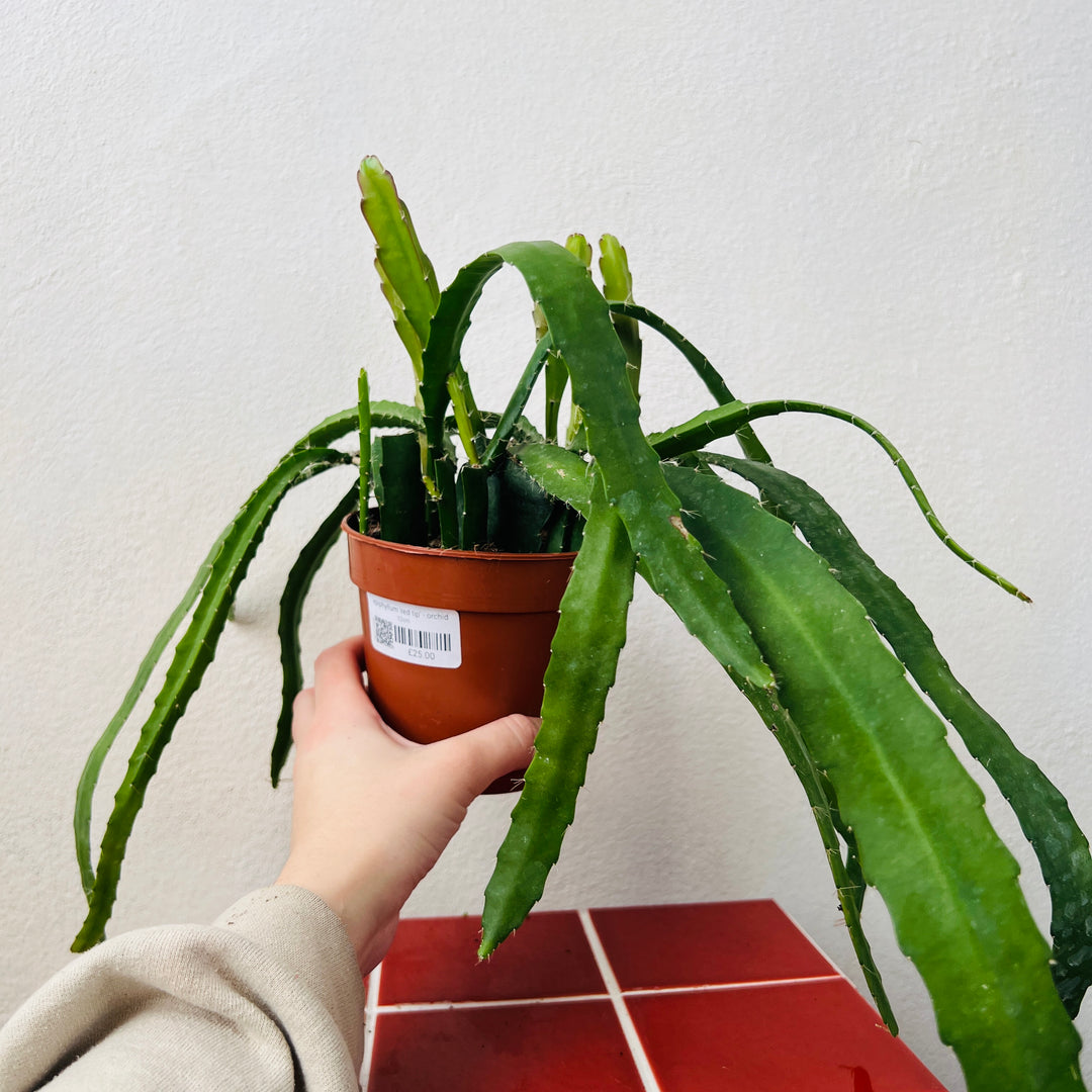 types of red cactus Epiphyllum 'Red Tip' – Trailing Jungle Cactus