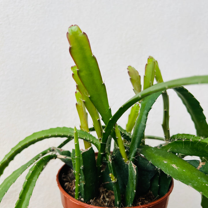 Epiphyllum 'Red Tip' - Orchid Cactus