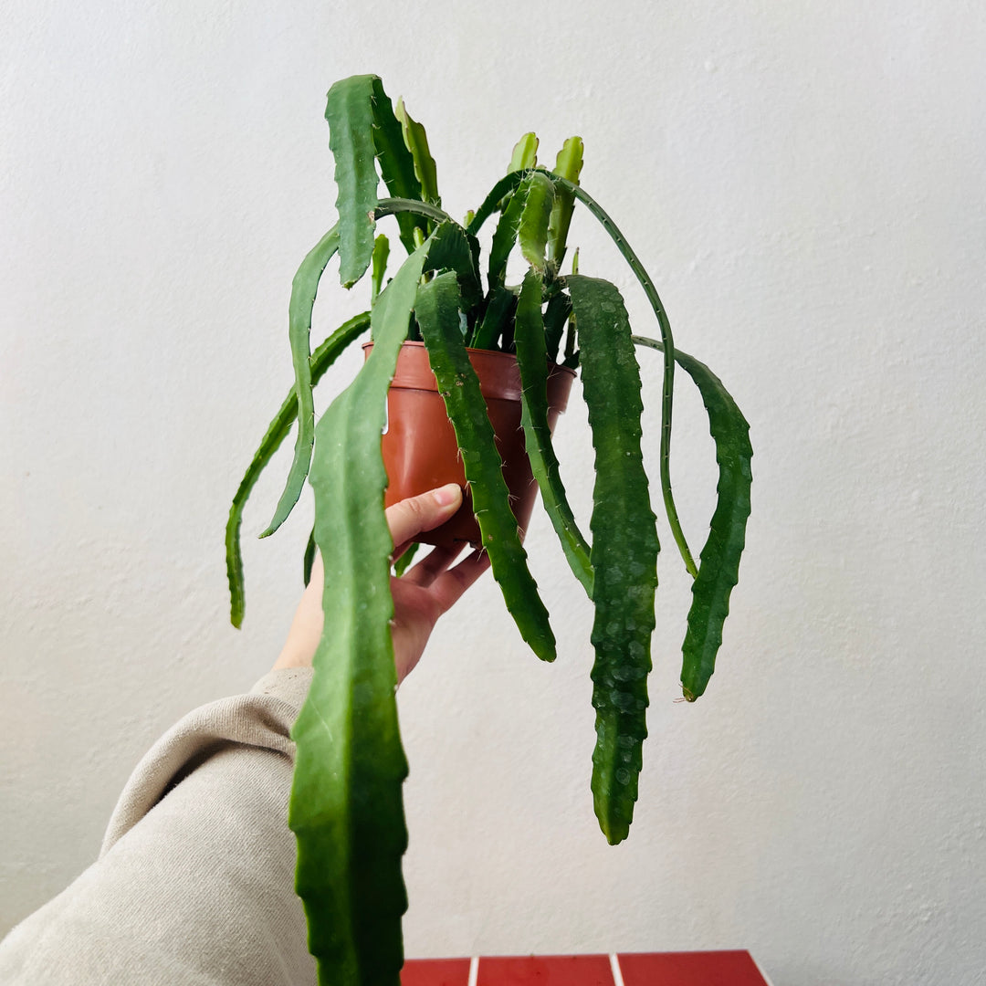 Epiphyllum 'Red Tip' - Orchid Cactus