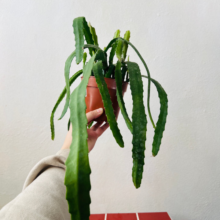 Epiphyllum 'Red Tip' - Orchid Cactus