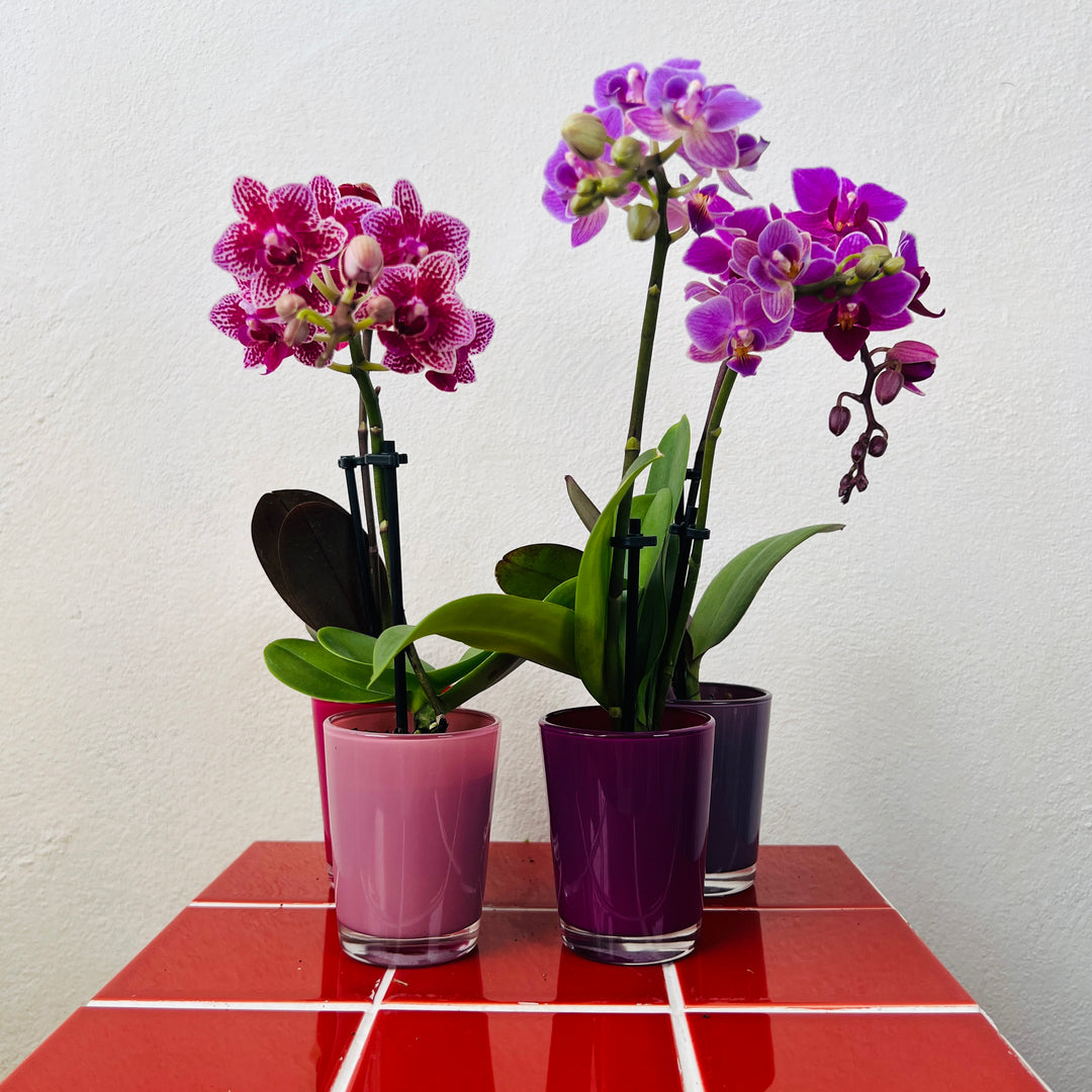 Mix Phalaenopsis Mini In Glass Pots