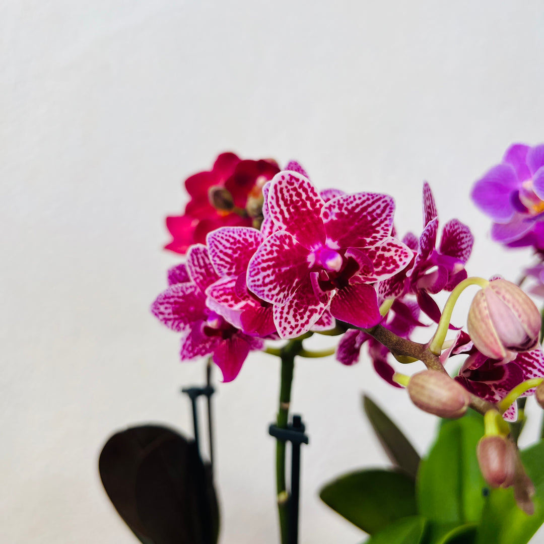 Mix Phalaenopsis Mini In Glass Pots