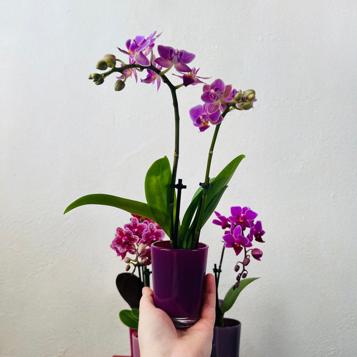 Mix Phalaenopsis Mini In Glass Pots