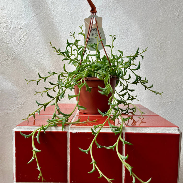 Senecio Peregrinus - String of Dolphins
