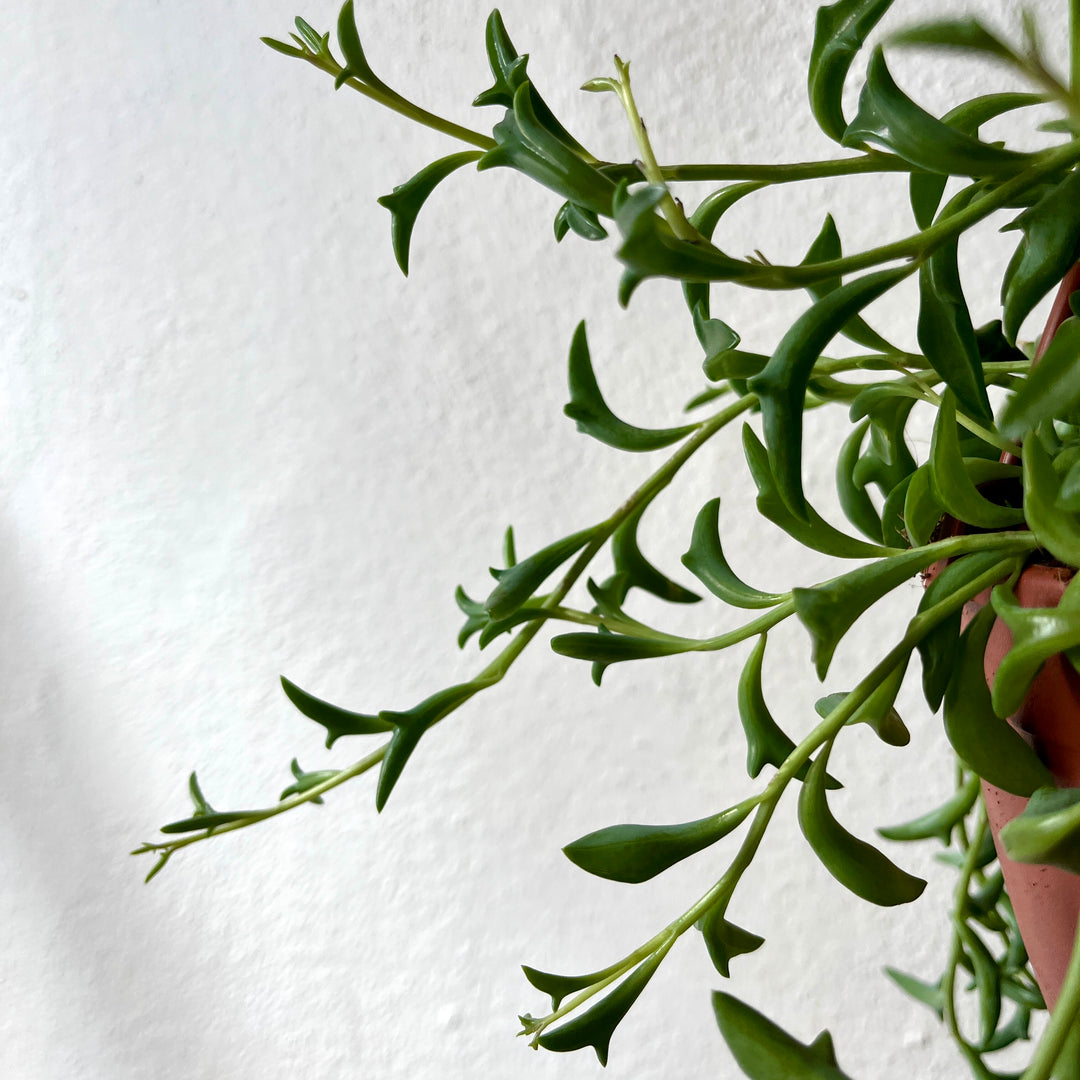 Senecio Peregrinus - String of Dolphins