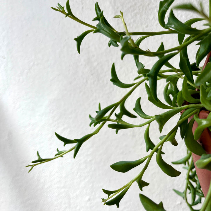 Senecio Peregrinus - String of Dolphins