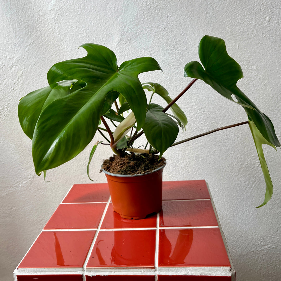Philodendron pedatum -Oak Leaf Philodendron