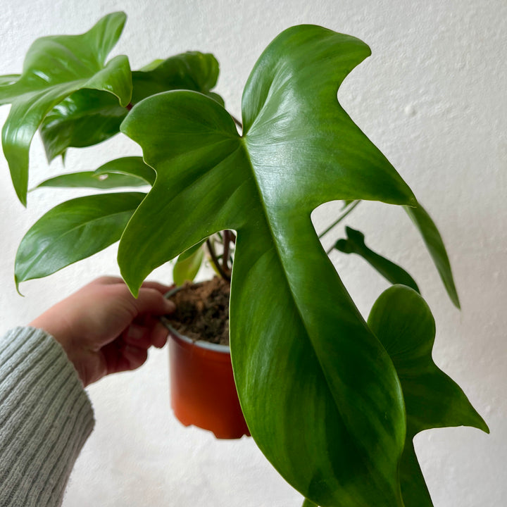 Philodendron pedatum -Oak Leaf Philodendron
