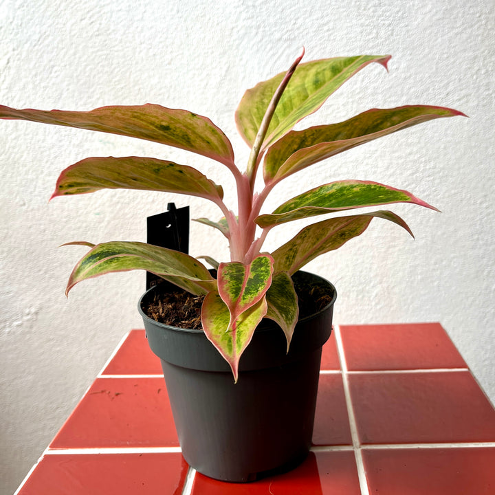 Aglaonema Salmon Fantasy