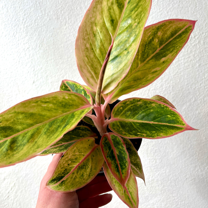 Aglaonema Salmon Fantasy