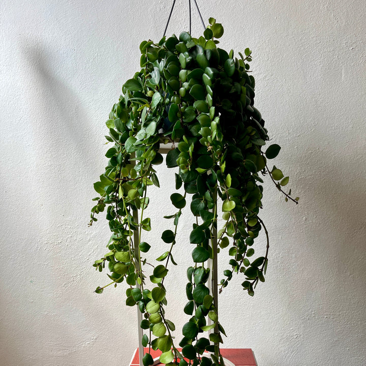 Aeschynanthus ‘Pink Polka’ – Thai Pink Lipstick Plant