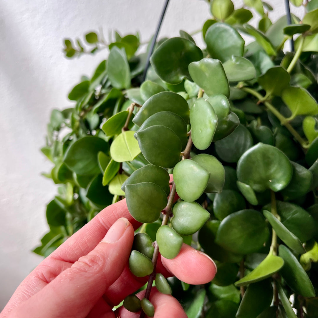 Aeschynanthus ‘Pink Polka’ – Thai Pink Lipstick Plant