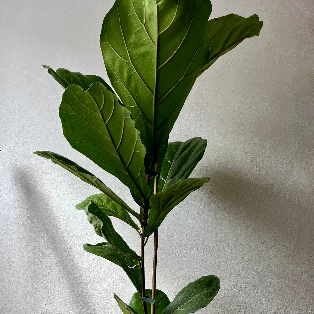 Ficus Lyrata - Fiddle Leaf fig