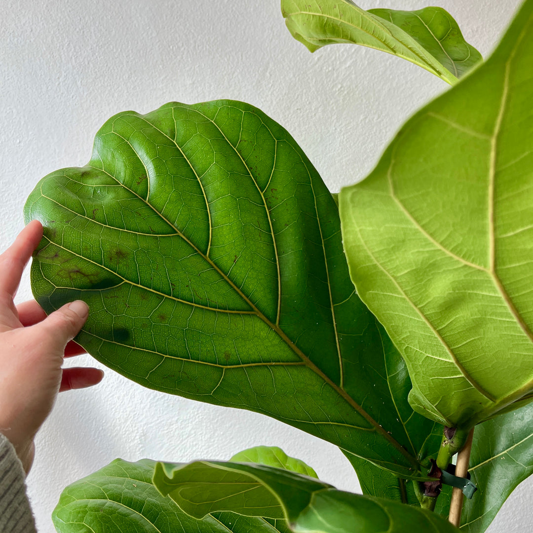 Ficus Lyrata - Fiddle Leaf fig