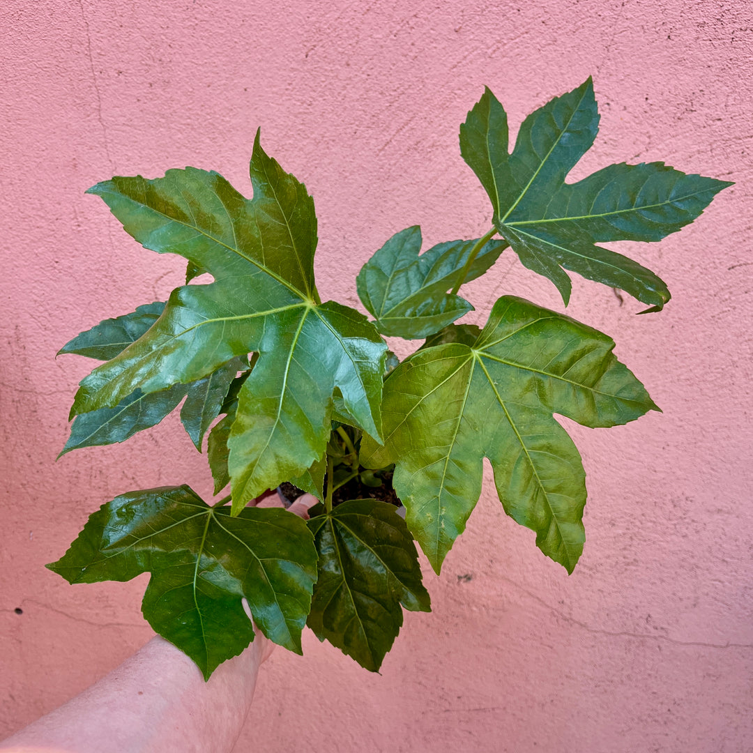 Fatsia japonica