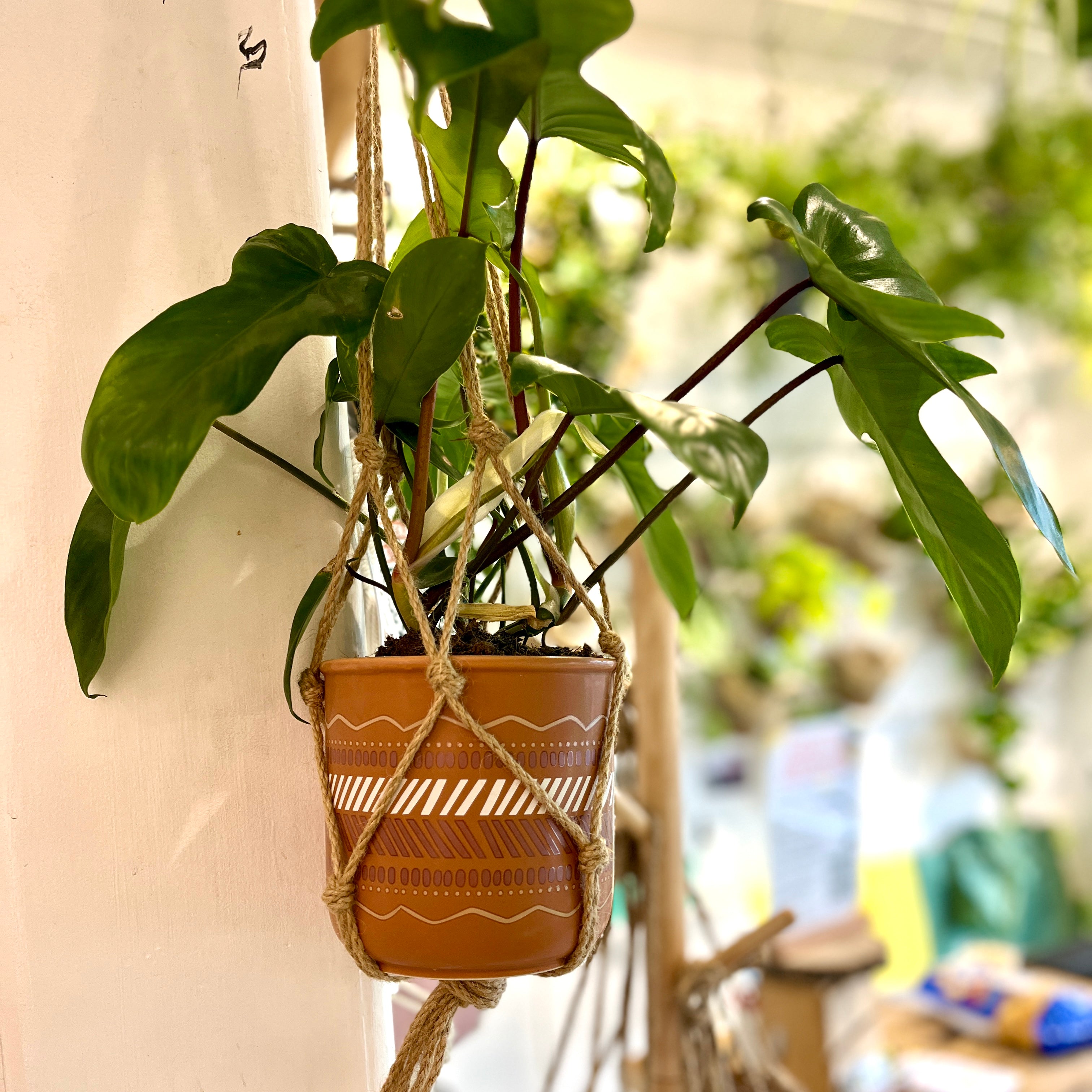Plant Pots