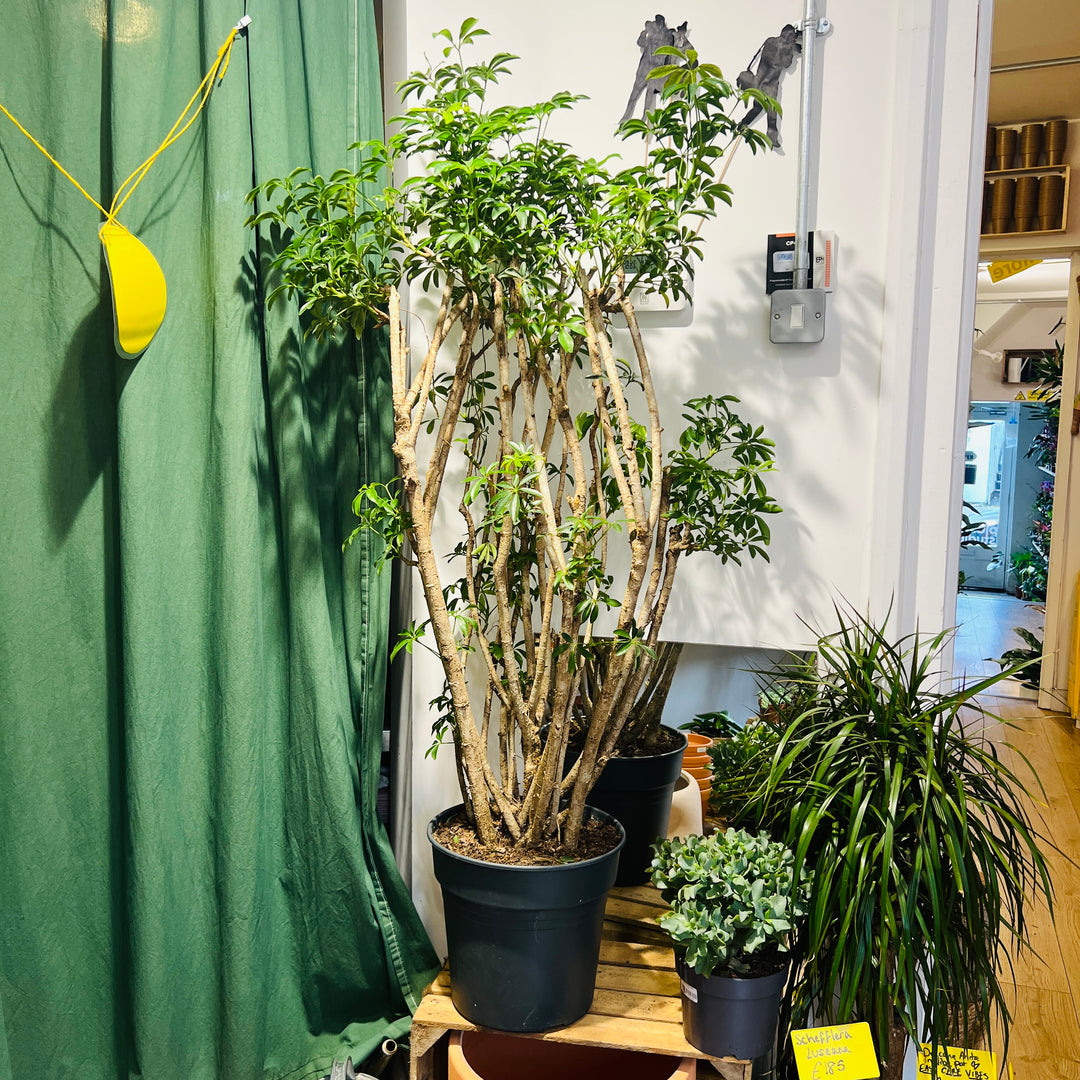 Schefflera Luseana