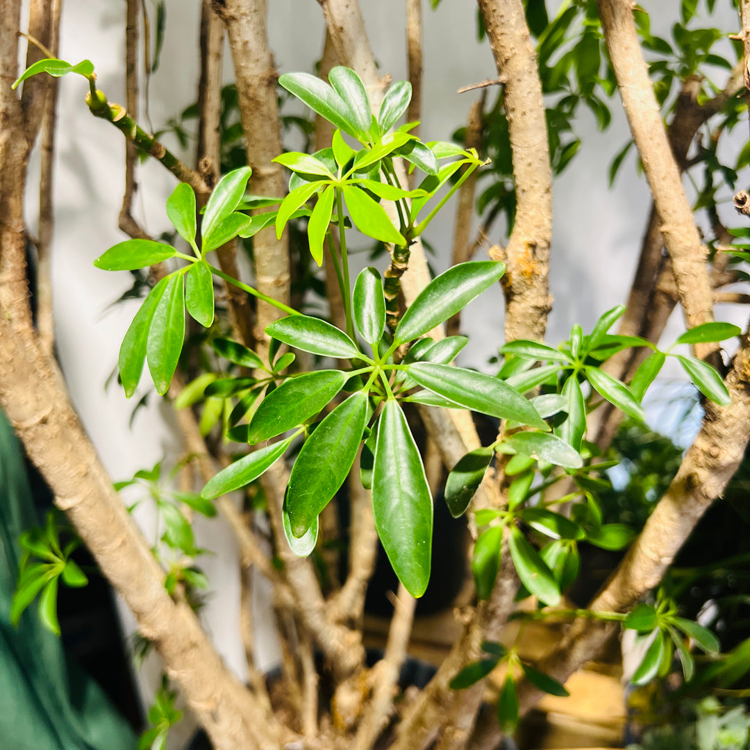 Schefflera Luseana