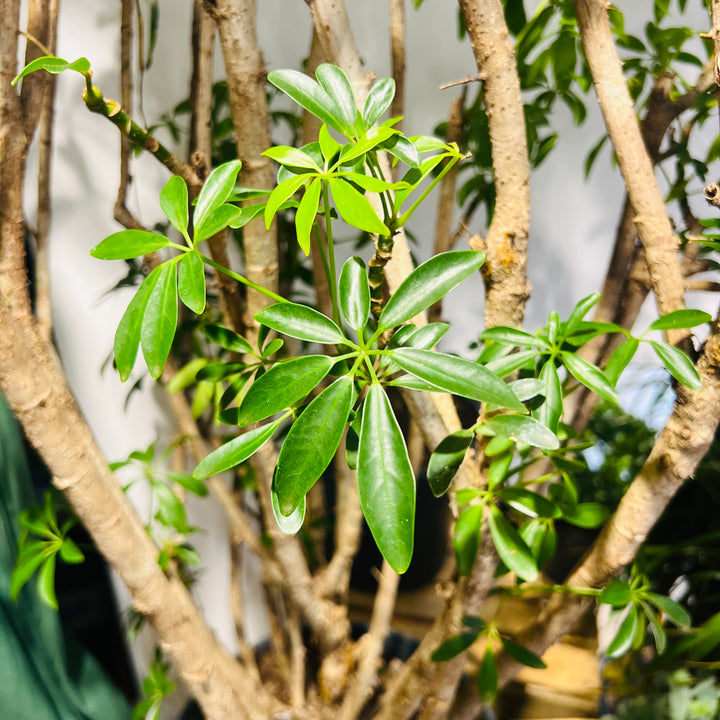 Schefflera Luseana