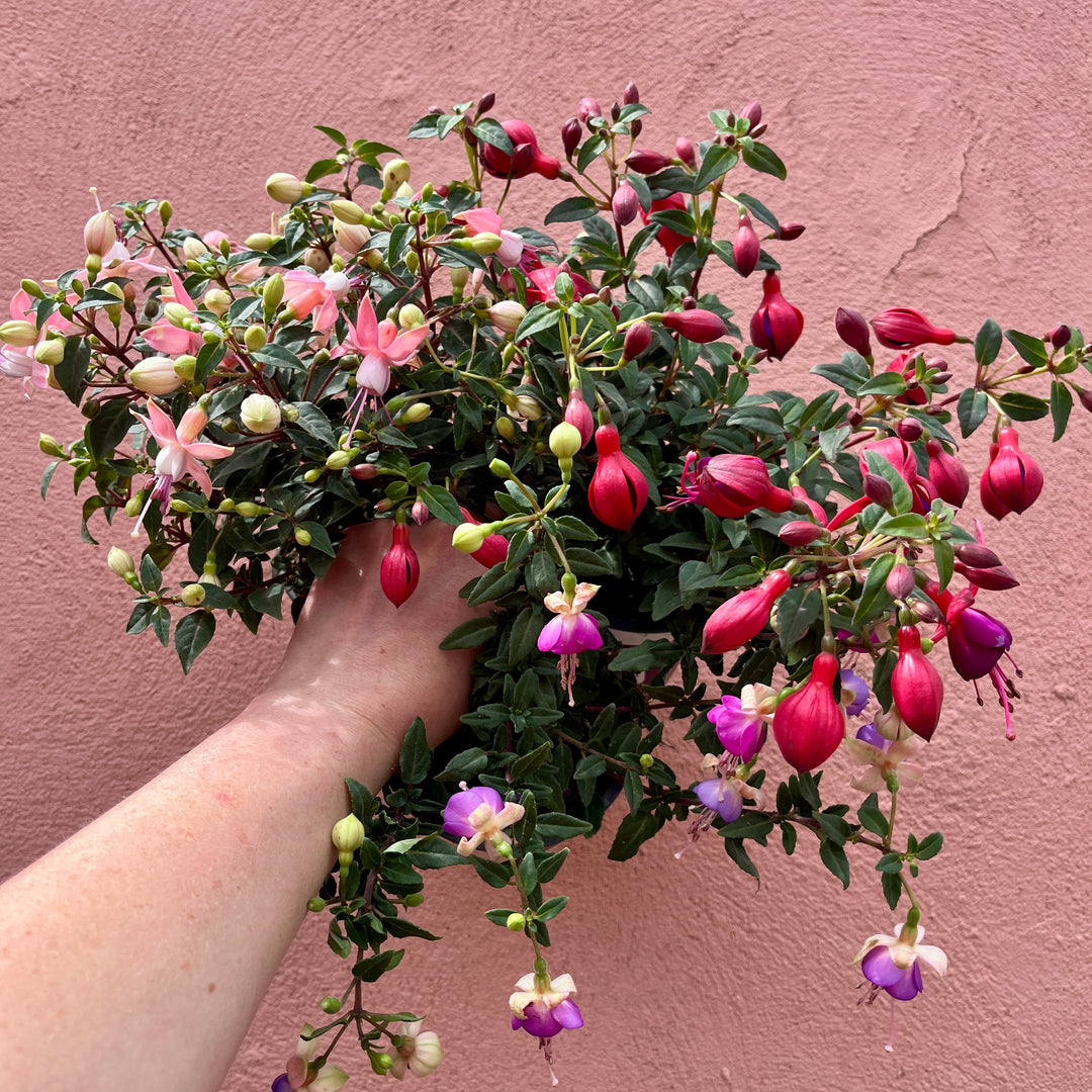Fuchsia Bella Mix