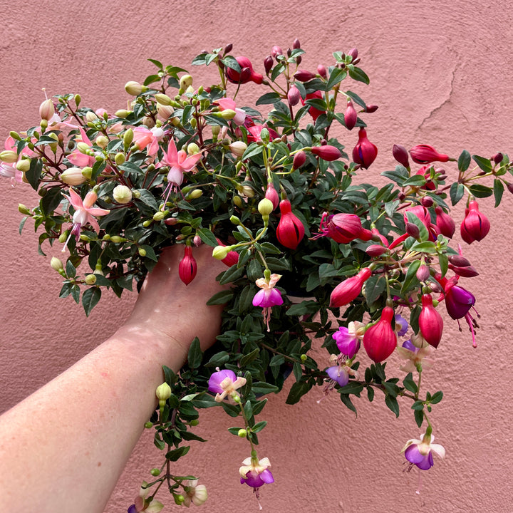 Fuchsia Bella Mix