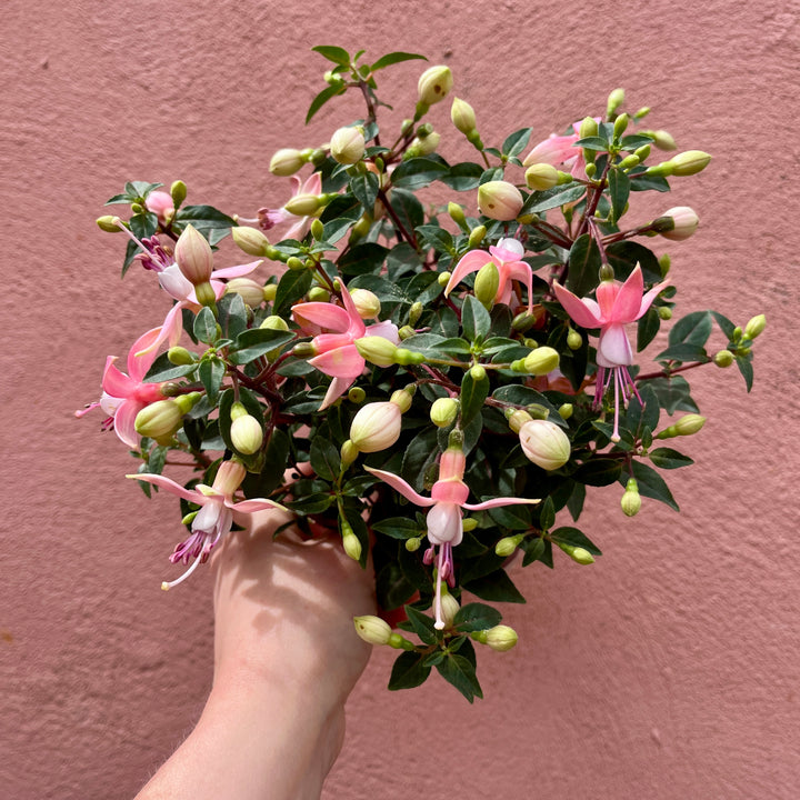 Fuchsia Bella Mix