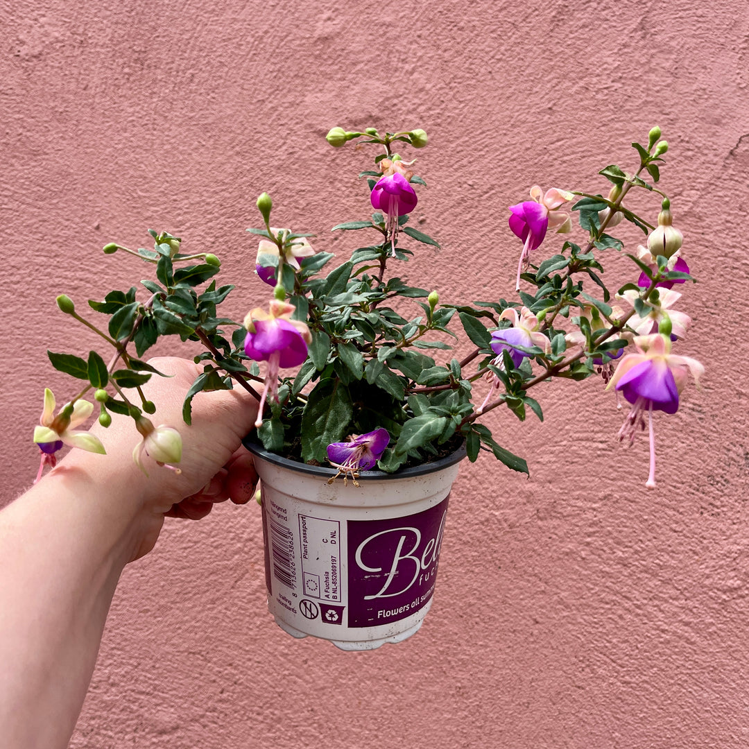 Fuchsia Bella Mix