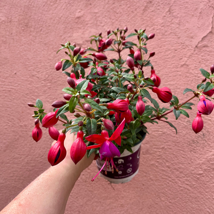 Fuchsia Bella Mix