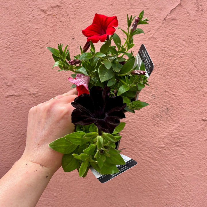 Petunia Surfinia Mix – UK Grown