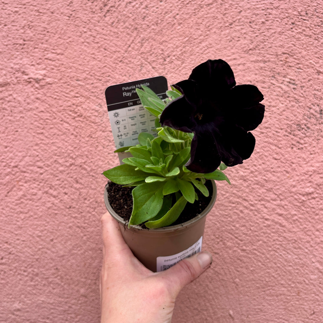 Petunia Surfinia Mix – UK Grown