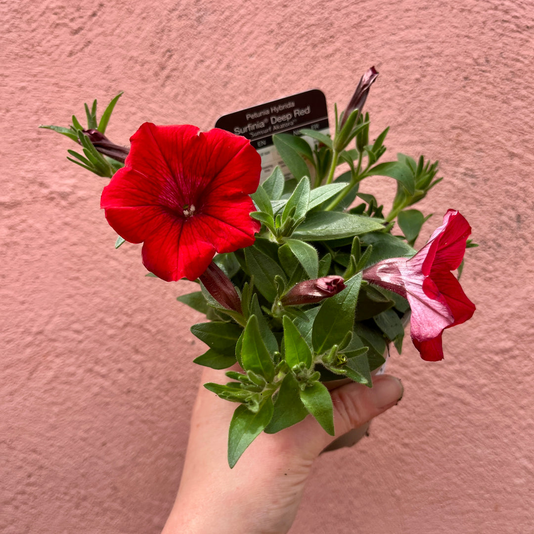 Petunia Surfinia Mix – UK Grown