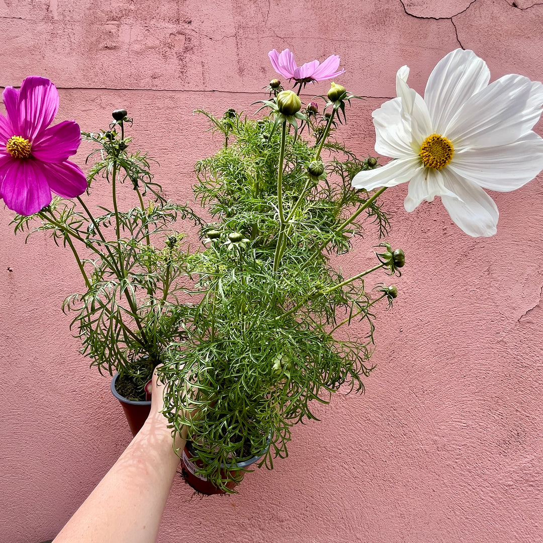 Cosmos bipinnatus ‘Sonata Mix’