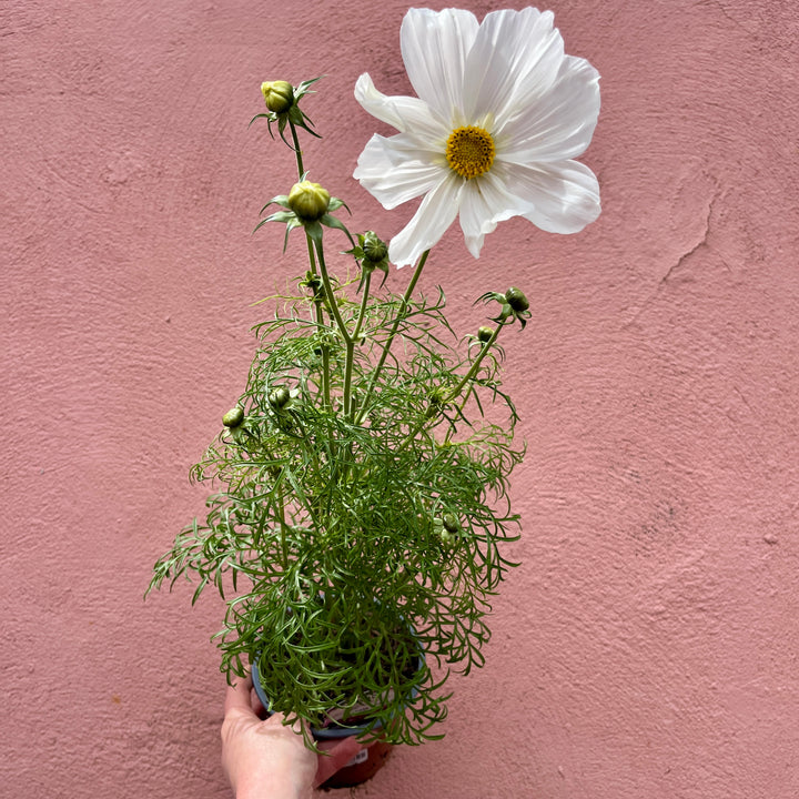 Cosmos bipinnatus ‘Sonata Mix’