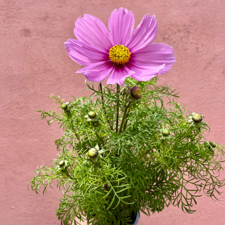 Cosmos bipinnatus ‘Sonata Mix’