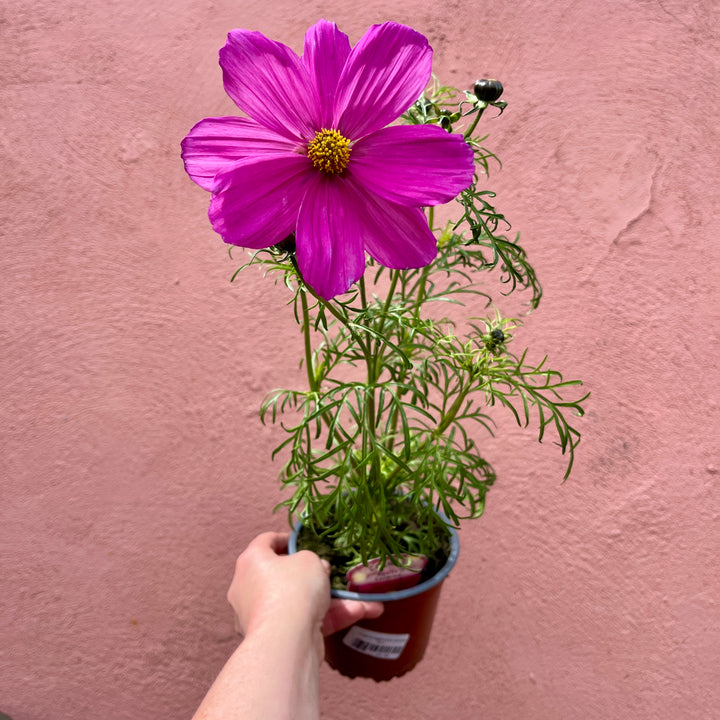 Cosmos bipinnatus ‘Sonata Mix’