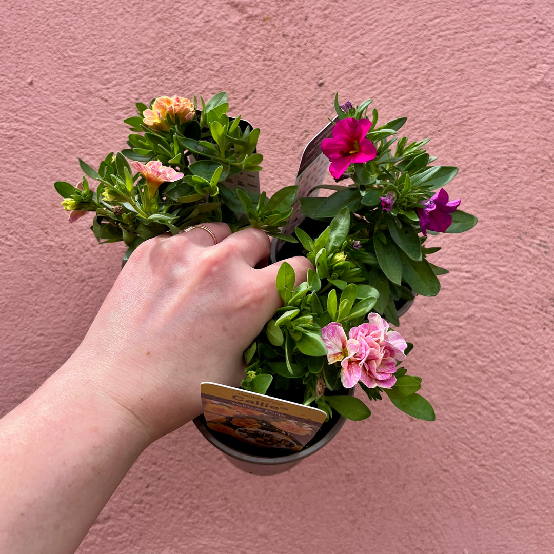 Calibrachoa Mix – Million Bells lucky dip