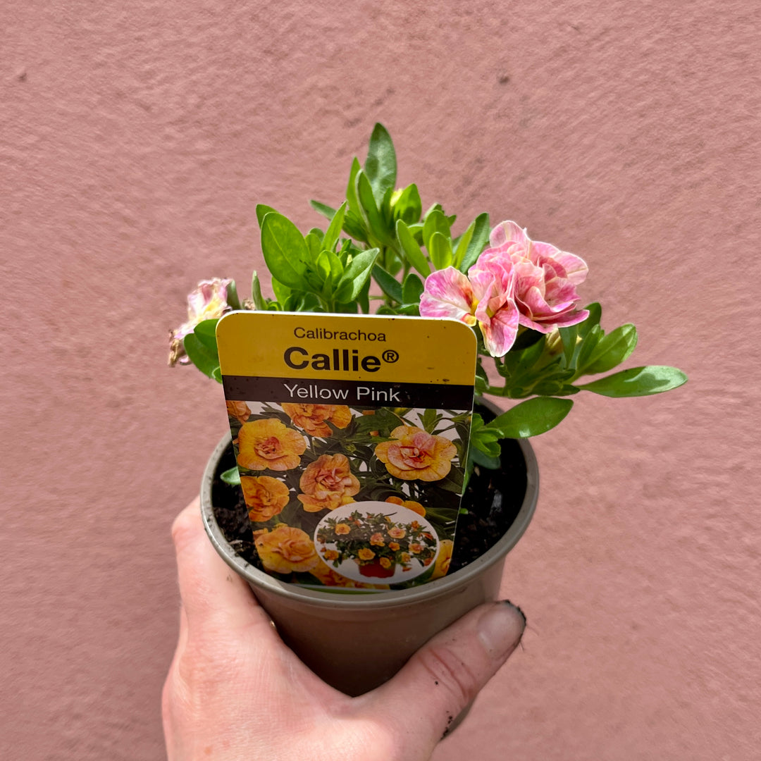 Calibrachoa Mix – Million Bells lucky dip