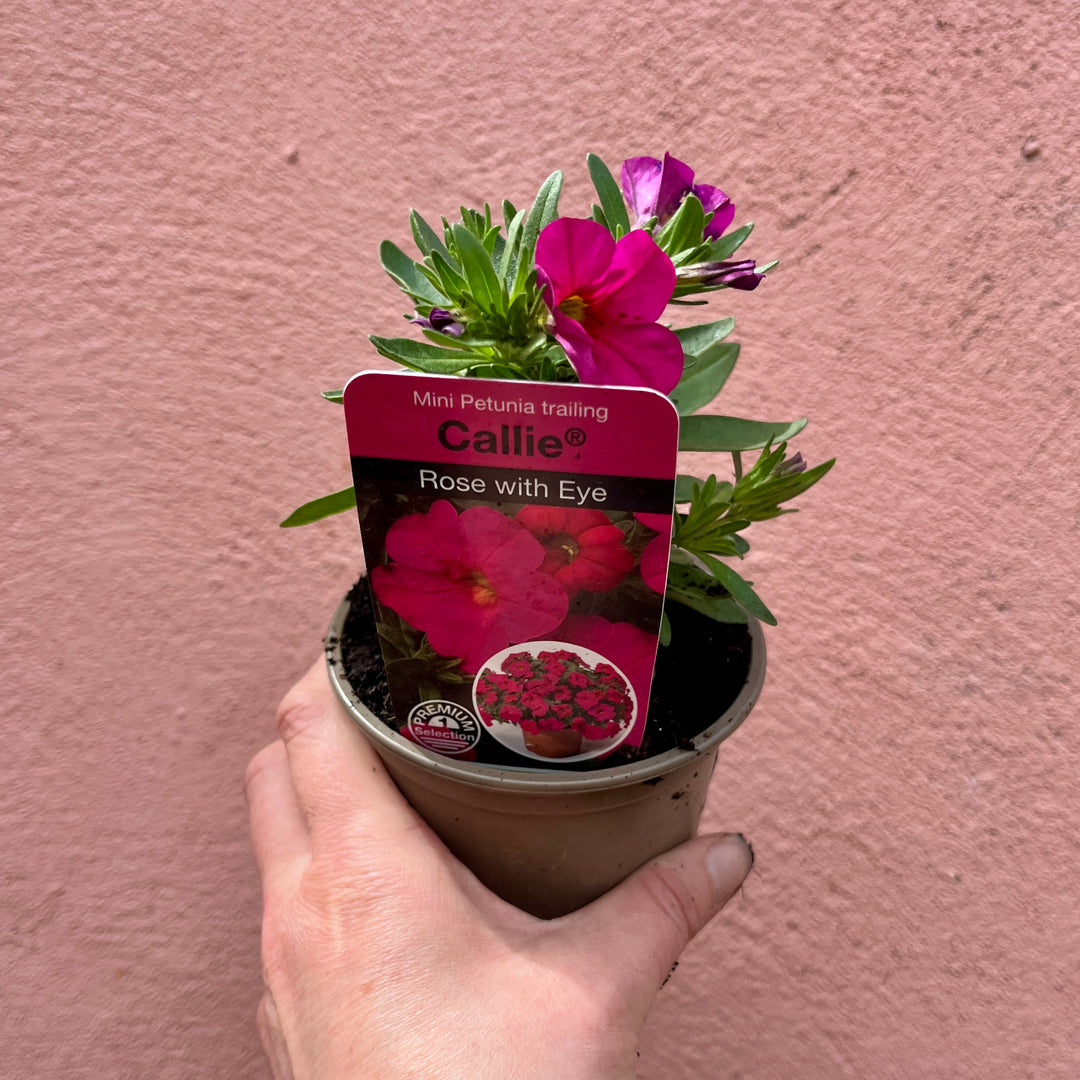 Calibrachoa Mix – Million Bells lucky dip