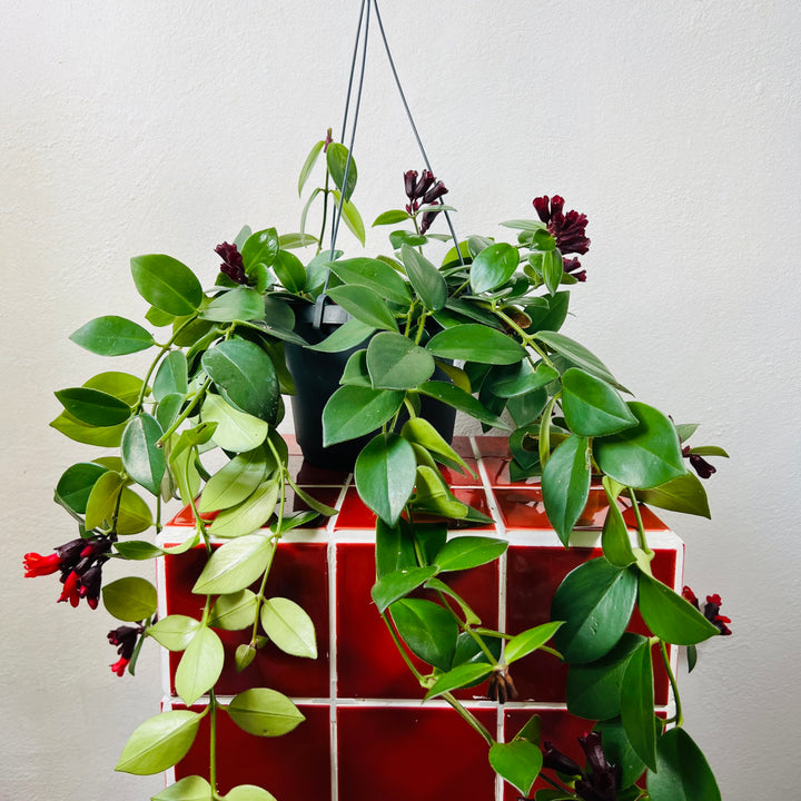 Aeschynanthus Mona lisa - lipstick plant