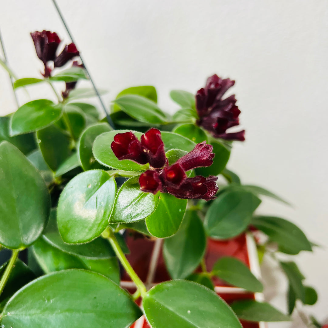 Aeschynanthus Mona lisa - lipstick plant