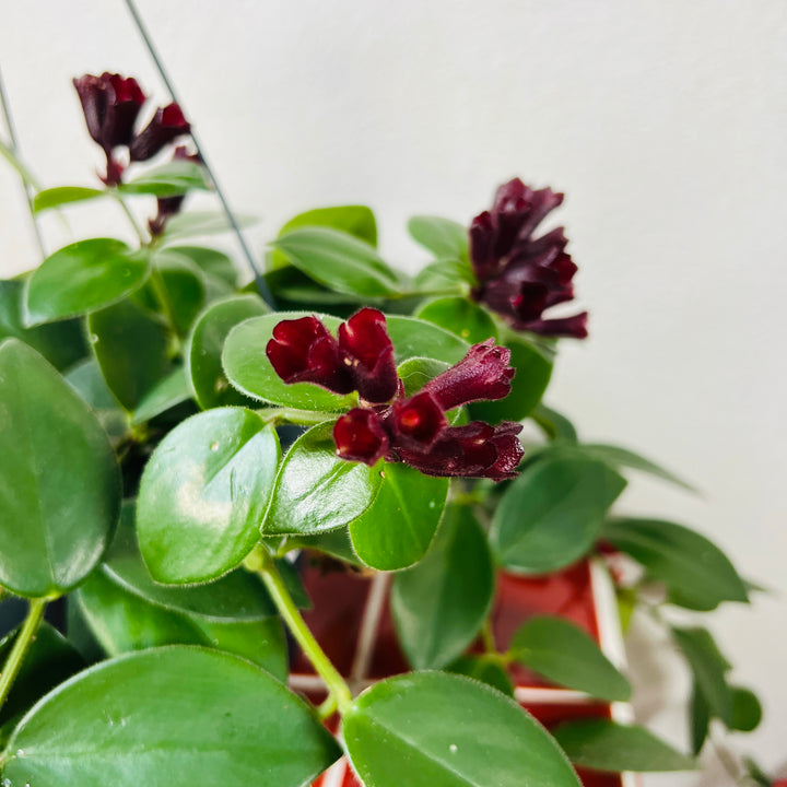 Aeschynanthus Mona lisa - lipstick plant