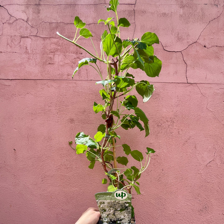 Hydrangea petiolaris – Climbing Hydrangea