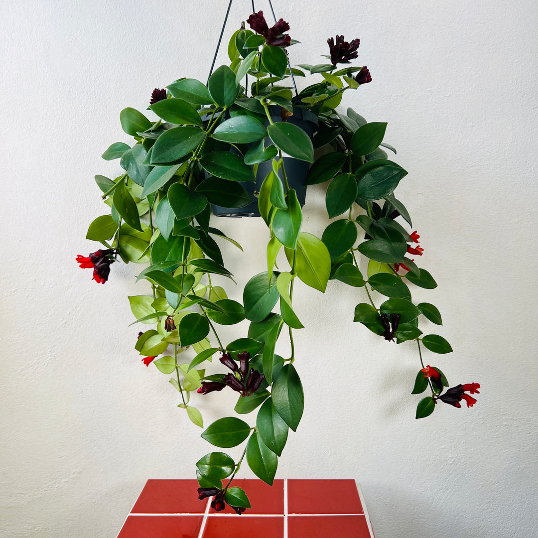Aeschynanthus Mona lisa - lipstick plant