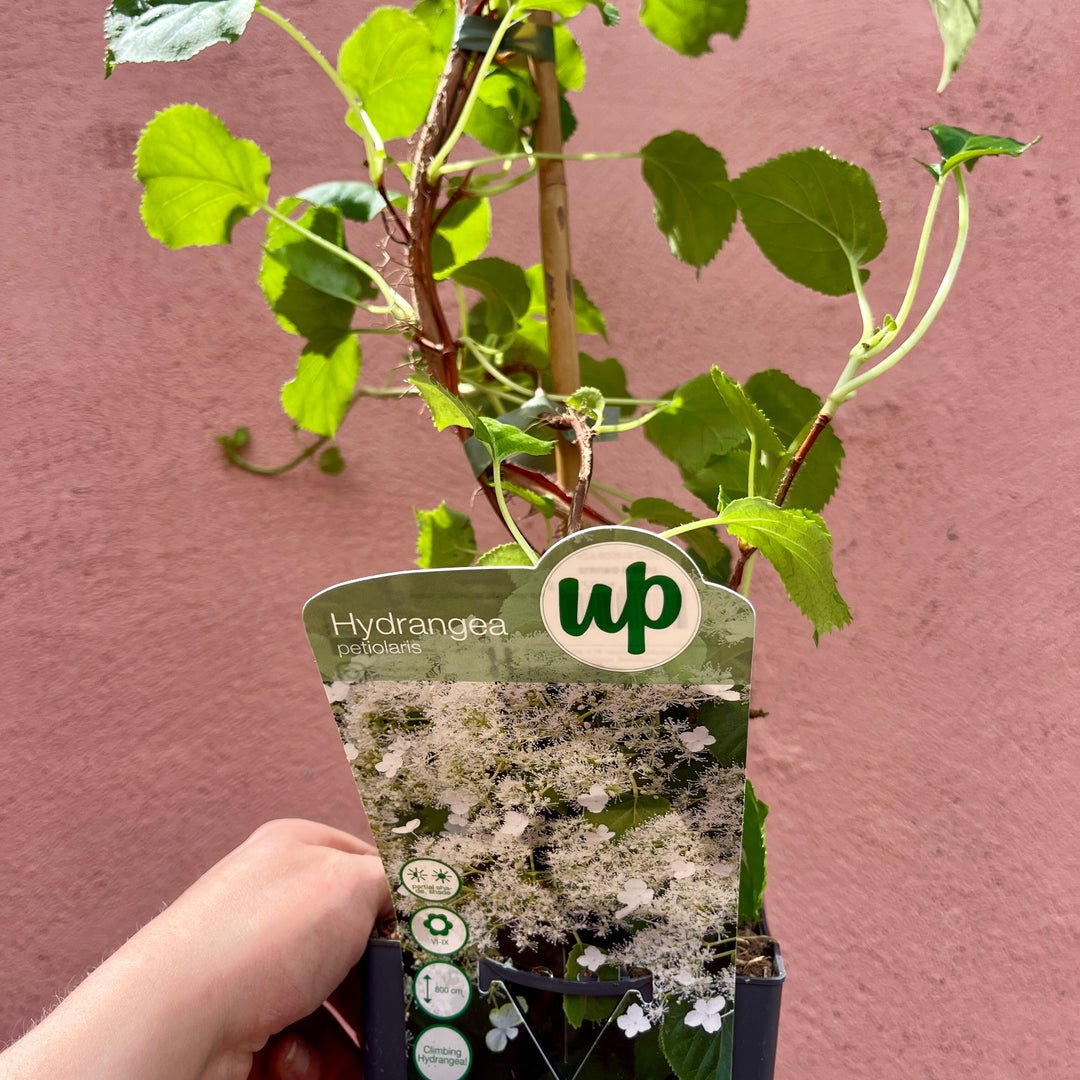 Hydrangea petiolaris – Climbing Hydrangea