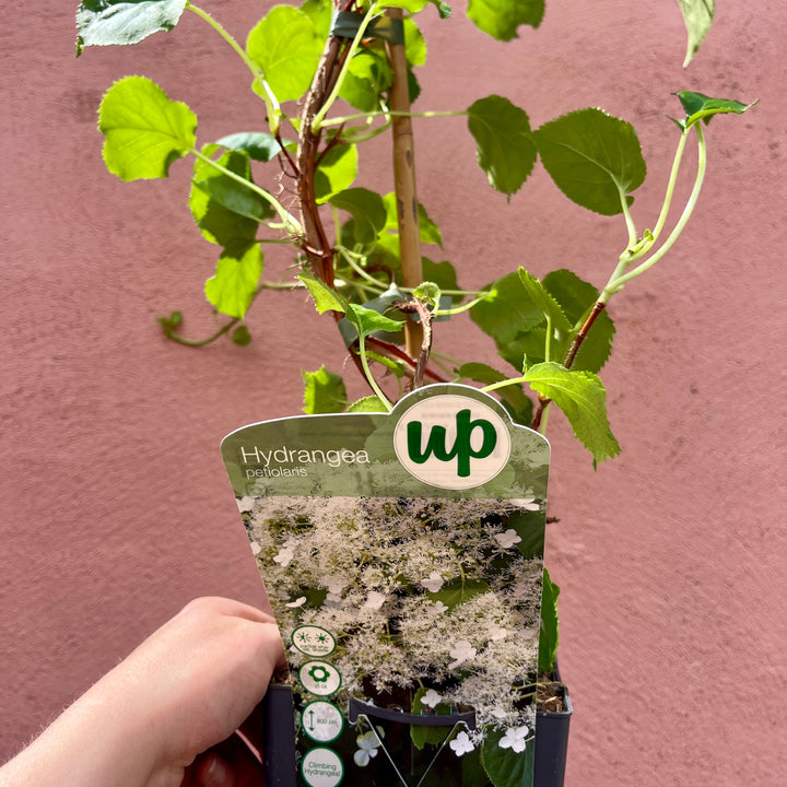 Hydrangea petiolaris – Climbing Hydrangea