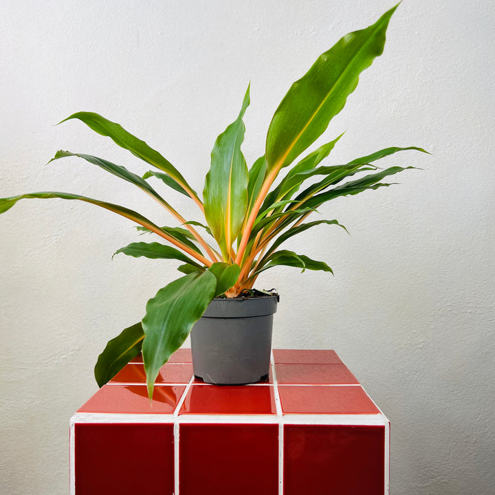 Chlorophytum Orchidastrum Green Orange - Spider plant