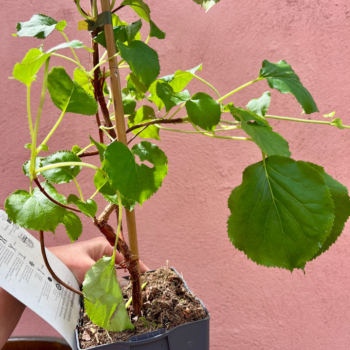 Hydrangea petiolaris – Climbing Hydrangea