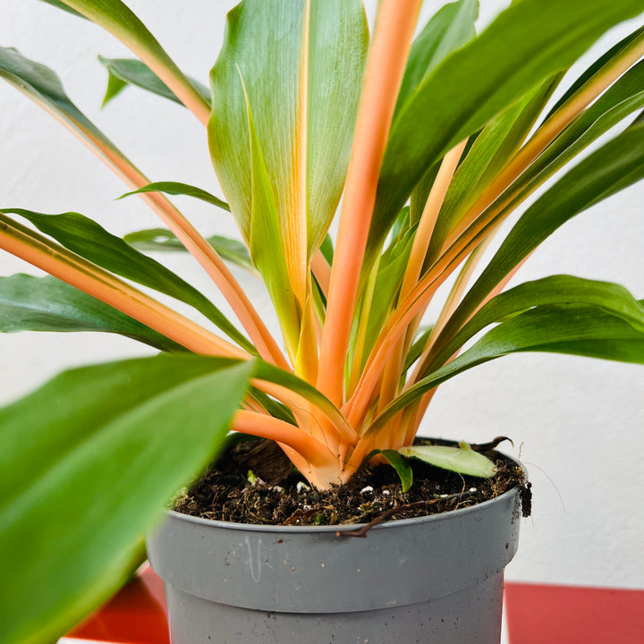 Chlorophytum Orchidastrum Green Orange - Spider plant