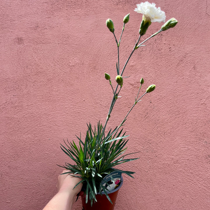 Dianthus ‘Scent First Memories’ – UK Grown