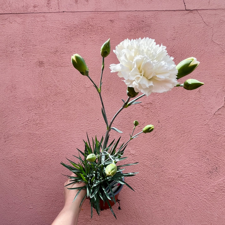Dianthus ‘Scent First Memories’ – UK Grown